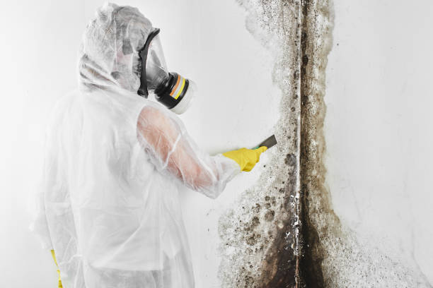 Mold Testing and Removal in Kenilworth, PA