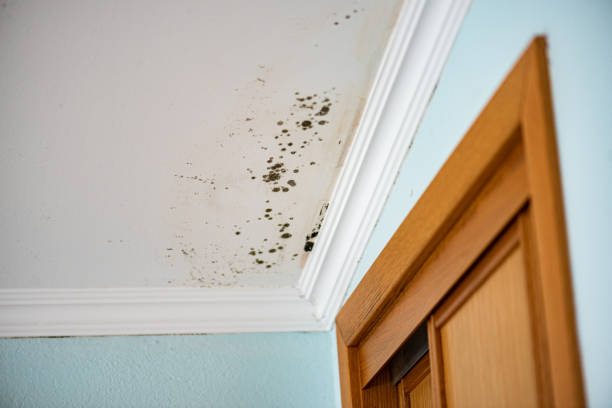 Certified Mold Removal in Kenilworth, PA
