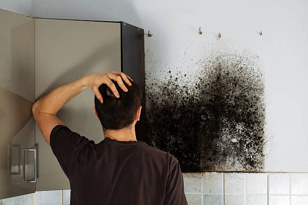 Best Mold Damage Repair  in Kenilworth, PA