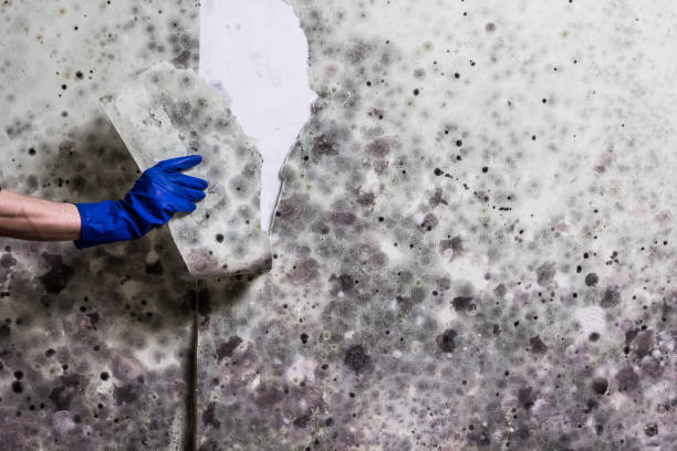 Best Crawl Space Mold Removal  in Kenilworth, PA